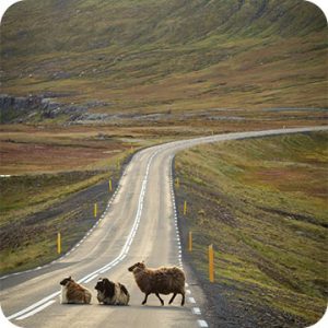 3 animals crossing the road in the countryside.